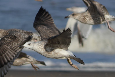 Larus fuscus - Lesser Black-backed Gull