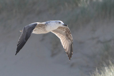 Larus fuscus - Lesser Black-backed Gull