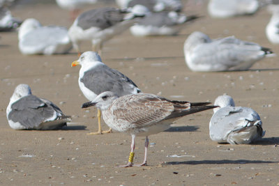 Caspian Gull Y[XAPH]