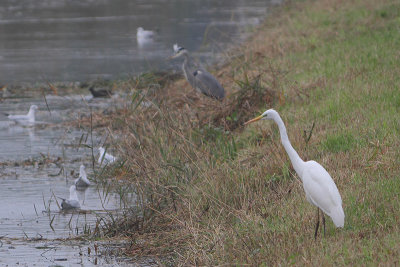 Casmerodius albus albus - Western Great Egret