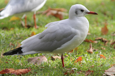 Black-headed Gull M[3529902] Arnhem