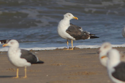 Lesser Black-backed Gull Bu[VU6A]