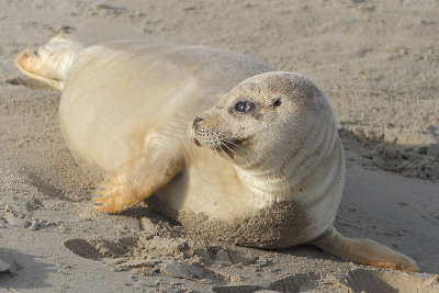 Phoca vitulina - Common Seal