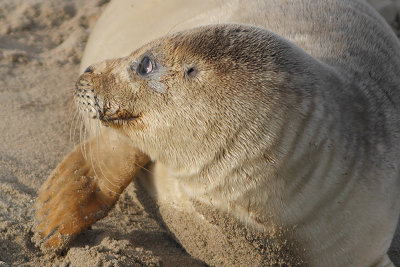 Phoca vitulina - Common Seal