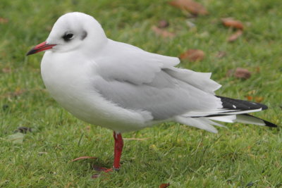 Black-headed Gull M[ST202360] Helsinki