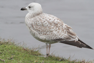 Herring Gull M[4422989] Copenhagen