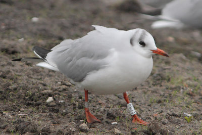 Black-headed Gull W[EPS4]