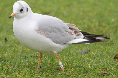 Black-headed Gull W[EPS1]