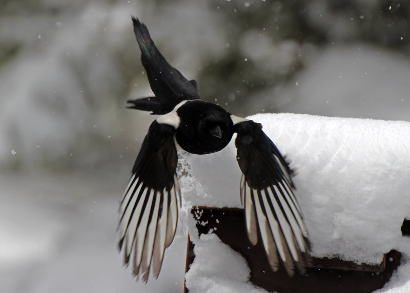 Black-billed Magpie 2016-04-16