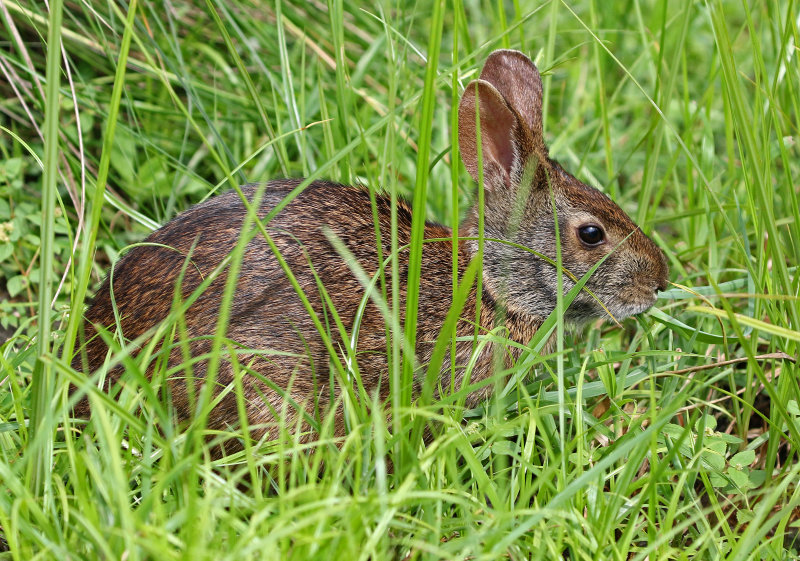 Marsh Rabbit 2017-07-21