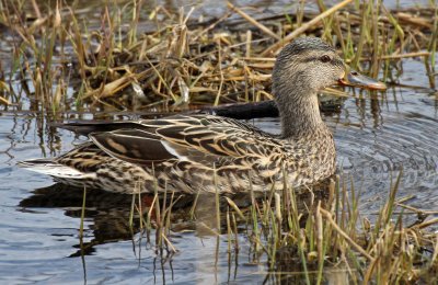 Mallard 2016-03-28