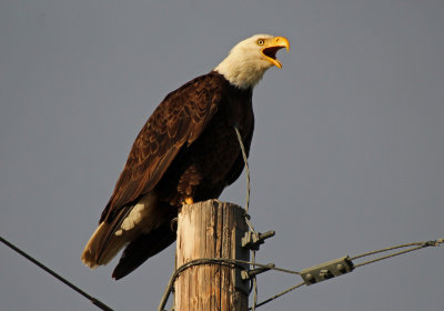 Bald Eagle 2016-06-12