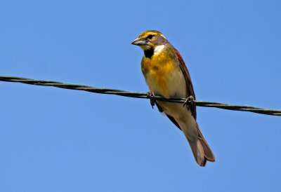 Dickcissel 2016-06-11