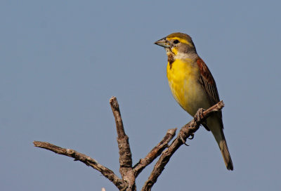 Dickcissel 2016-06-12