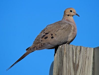 Mourning Dove 2016-06-05