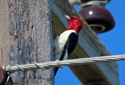 Red-headed Woodpecker 2016-06-12