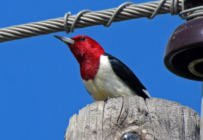 Red-headed Woodpecker 2016-06-12