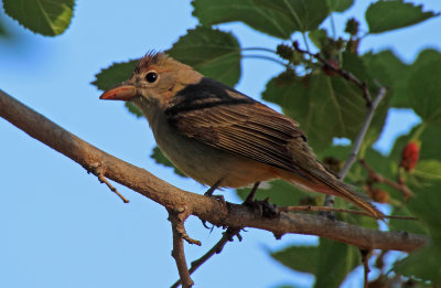 Summer Tanager 2016-06-02