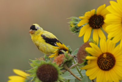 American Goldfinch 2016-08-28