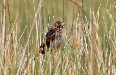Baird's Sparrow 2016-08-06