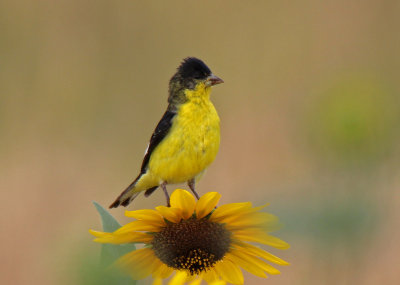 Lesser Goldfinch 2016-08-28