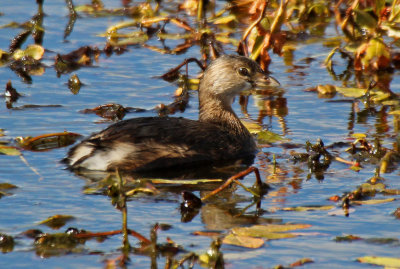 Pied-billed Grebe 2016-10-04