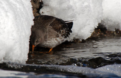 Purple Sandpiper 2016-12-18