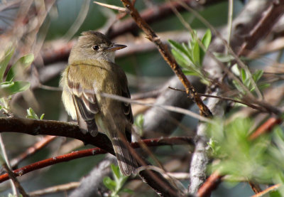 Alder Flycatcher 2016-05-28