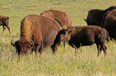 American Bison 2016-08-21