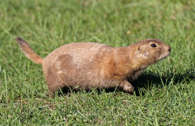 Black-tailed Prairie Dog 2016-08-21