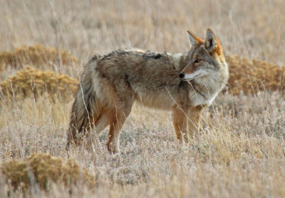 Coyote 2016-10-04