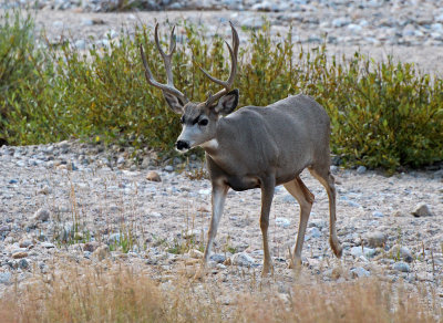 Mule Deer 2016-09-18