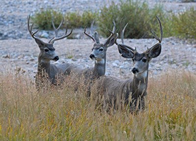 Mule Deer 2016-09-18