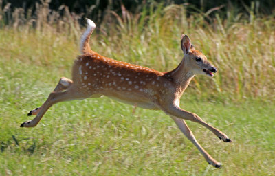 White-tailed Deer 2016-08-21