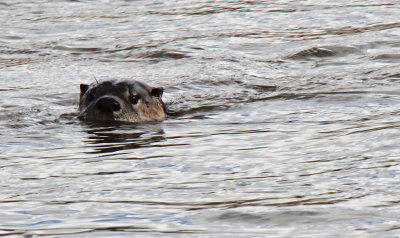 North American River Otter 2017-04-26