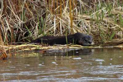 North American River Otter 2017-04-26