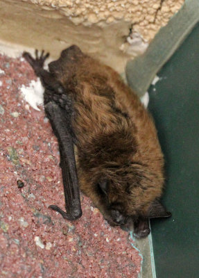Little Brown Bat 2017-05-30