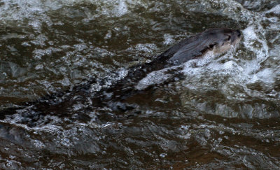 North American River Otter 2017-05-06