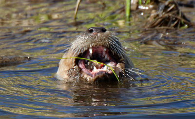 North American River Otter 2017-05-06