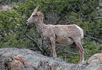 Rocky Mountain Bighorn Sheep 2017-05-06
