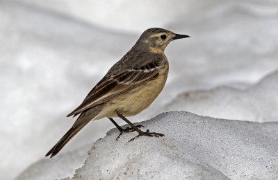 American Pipit 2017-06-17