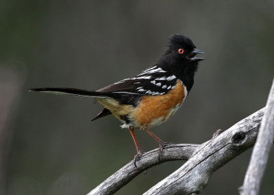 Spotted Towhee 2017-06-15