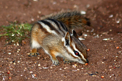 Colorado Chipmunk 2011-03-20