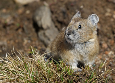 American Pika 2017-07-02