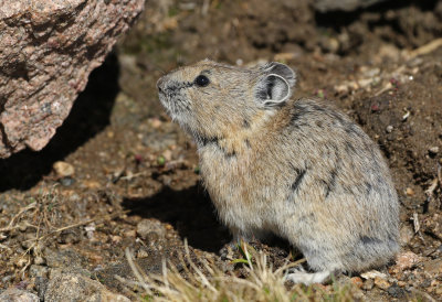 American Pika 2017-07-02