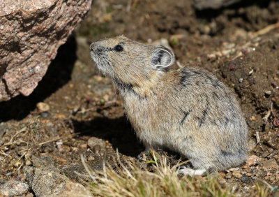 American Pika 2017-07-02