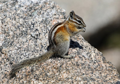 Least Chipmunk 2017-07-02