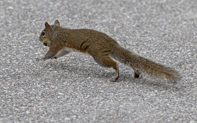 Eastern Gray Squirrel 2017-07-17