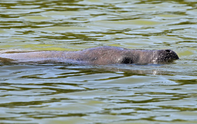 West Indian Manatee 2017-07-15