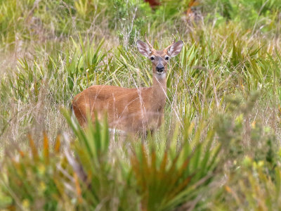 White-tailed Deer 2017-07-19